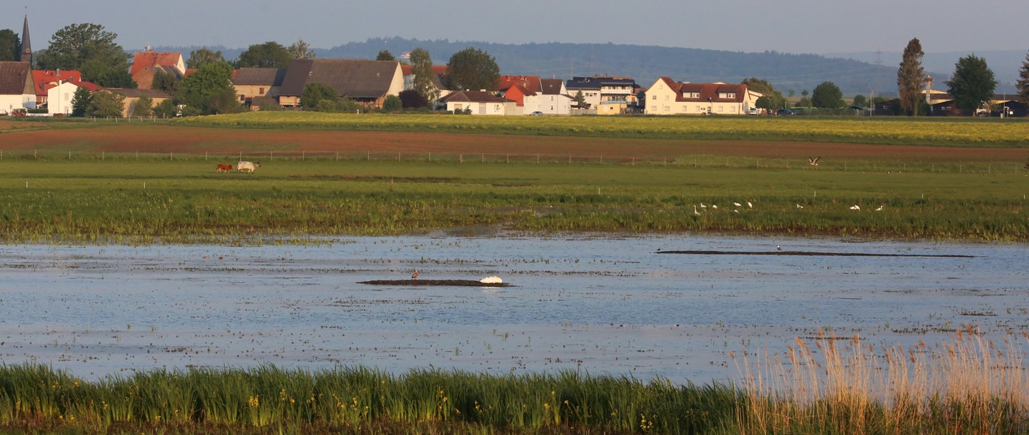 Bingenheimer Ried (Hessen)